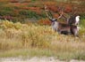 Swedish Lapland
