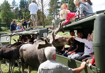 Virum Älgpark