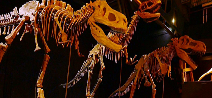 Dino 5