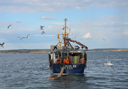 Trålning i kosterhavet-hållbart fiske