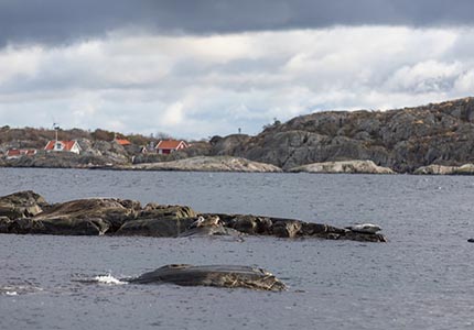 Kosterhavet mellan kobbar och skär