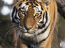 Amurtiger
