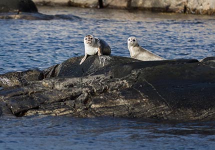 Kosterhavet mellan kobbar och skär